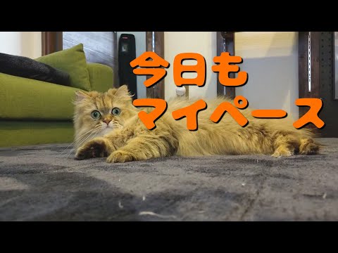 ちゃんねる豆猫の最新動画 Youtubeランキング