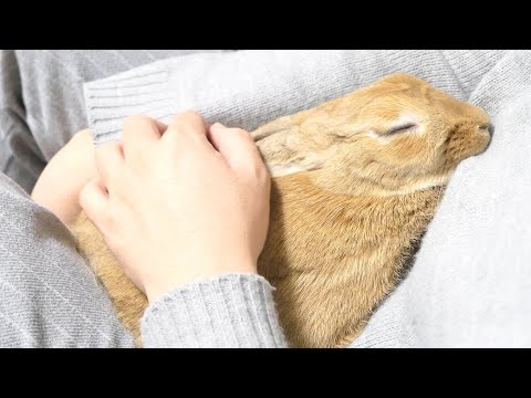 警戒心の強いうさぎが心を許した姿に感動