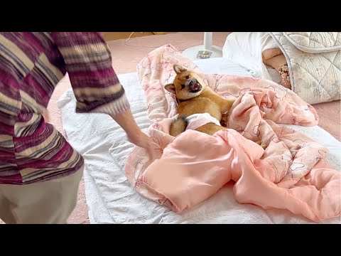 念願だった人間の布団に初めて寝ることができた愛犬がこうなっちゃいました