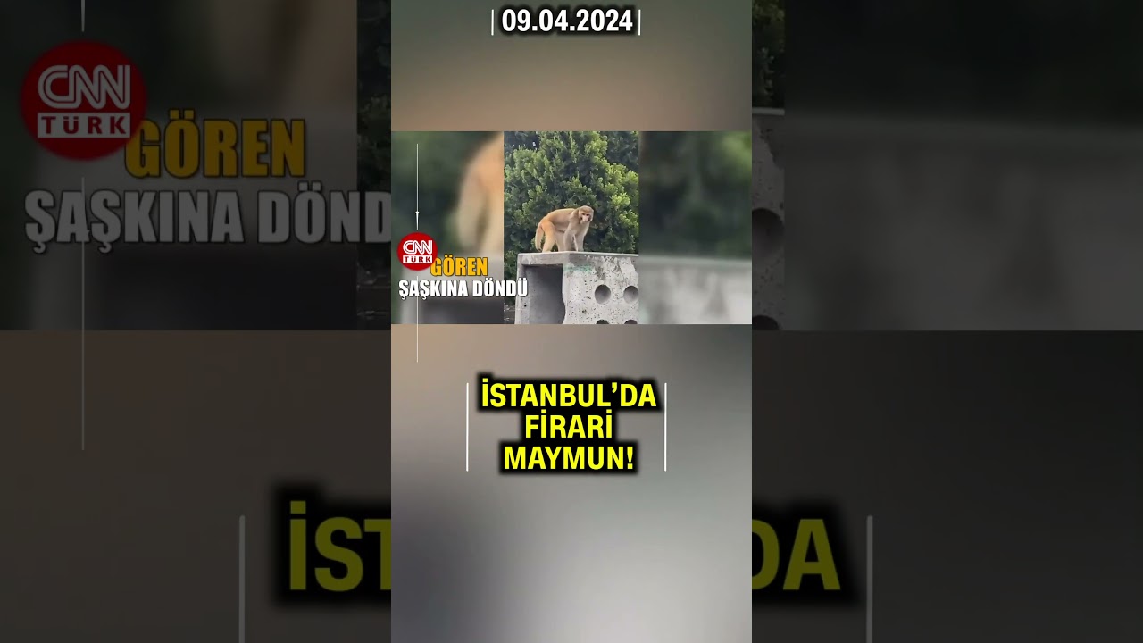 Gören Şaşkına Döndü! İstanbul'da Firari Maymun Böyle Görüntülendi #Shorts