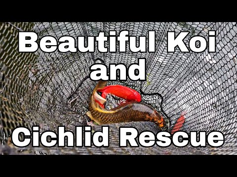 Koi and Cichlid Rescue https://www.gofundme.com/f/donate-to-help-our-most-faithfull-volenteer?utm_source=customer&utm_mediu