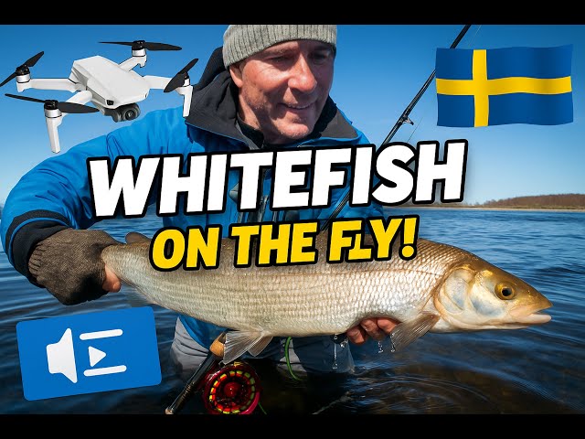 Lucky to share this drone shot of my biggest whitefish (registered in the Swedish gold record registry), caught from the sea shore on a fly rod with one of my own tied flies.Not so easy being the director, screenwriter, editor, photographer, drone pilot, and fly fisherman — all in one... but I did it!More info on my fishing guiding services:www.pexfish.com🔗My other social platforms:https://www.facebook.com/Pexfish/https://www.instagram.com/pexfish/Thanks for watching!