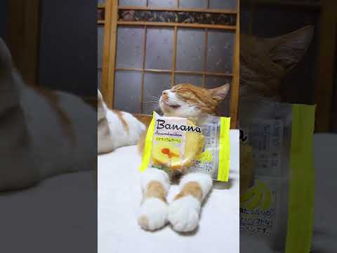 猫の動画サムネイル - バナナバウムクーヘン　250709　#のせ猫　 #cat #cute #ネコ　 #ねこ　 #猫のいる暮らし　 #kitten #cutecat #animals