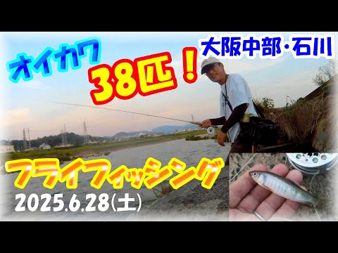 【フライフィッシング】ヤバい！6月28日(土)オイカワ38匹！リールのハンドル・オイカワヒットと同時に吹っ飛んだ！？視聴者さんと毛鉤流し釣りで楽しむ♪夕方に時合・大和川支流・石川玉手橋上流域