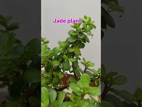 Tips for jade plant 🌱🪴👍💯 ||#garden #plants #jade #tips #song #music #calendula #shortsfeed #shorts