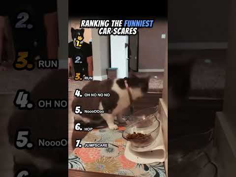 Ranking Funniest Cat Scares Part 1 #shorts #catshort #catrank #ranking