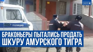 В Приморском крае сотрудники полиции пресекли продажу шкуры и дериватов амурского тигра
