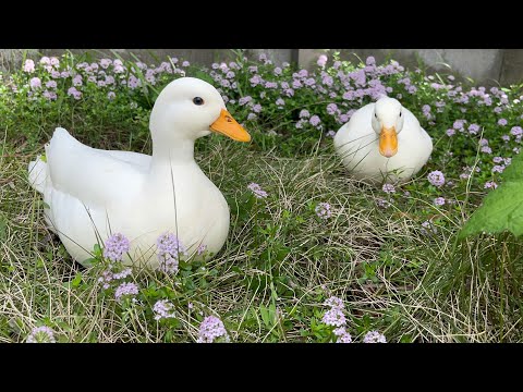 Our Duckies Playing in their Spring Garden Make You Relaxed.