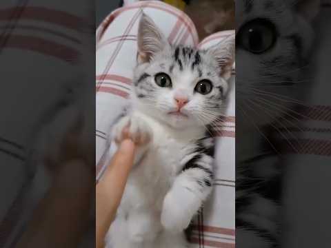 癒やされるかわいい猫動画｜心温まる瞬間をご覧ください サムネイル