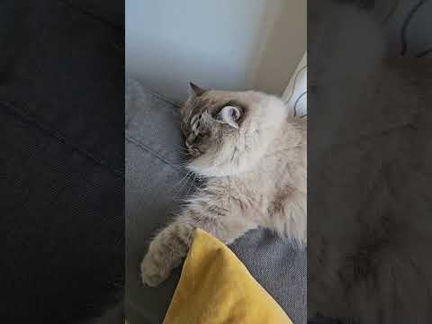 Get up 🤣🤣🤣#cat #funny #cats #viralvideo #shorts @LittleLove666 @dojacat