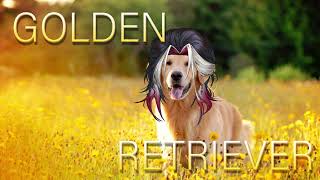 HUNTR/X (K-POP DEMON HUNTERS)  - Golden but RETRIEVER