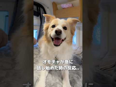 オモチャが急に痛がったら犬はどんな反応をするのか...?【ボーダーコリー】#shorts