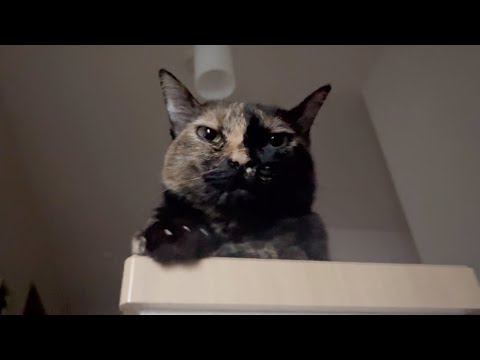 鈴虫さん鳥さん、おはようにゃ【Bell crickets, bird sounds, and good morning cat】