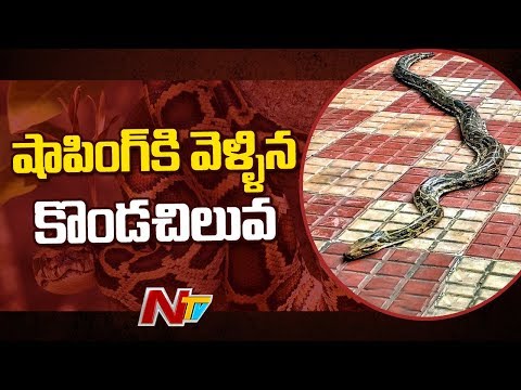 Python found in Tirumala shopping complex Python found in Tirumala shopping complex