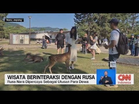 Wisata Unik di Jepang: Interaksi Seru dengan Rusa di Taman Nara