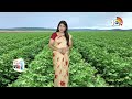 తక్కువ పెట్టుబడితో లాభాలు పండించే దేశి పత్తి రకాలు | Desi Cotton Varieties | Matti Manishi | 10tv  - 10:51 min - News - Video