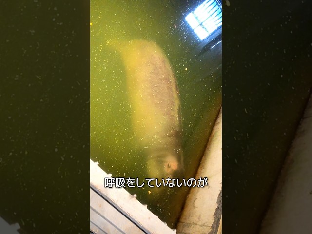 カバの驚くべき能力