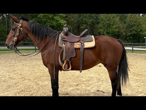 Bay mare riding