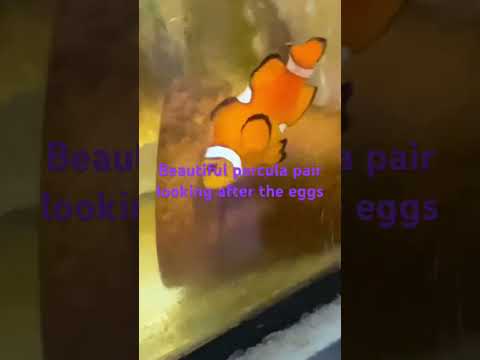 Percula Clownfish breeding pair 