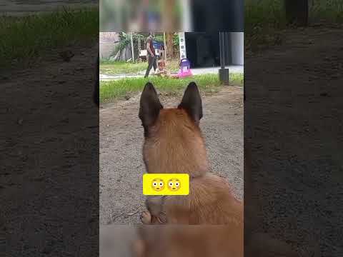 this dog saved this baby from abductor