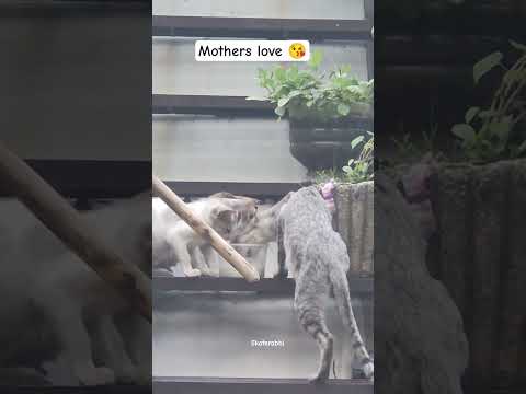 Amma prema apurupam 💝😭😭😭parents always support childrens 👀😭💝