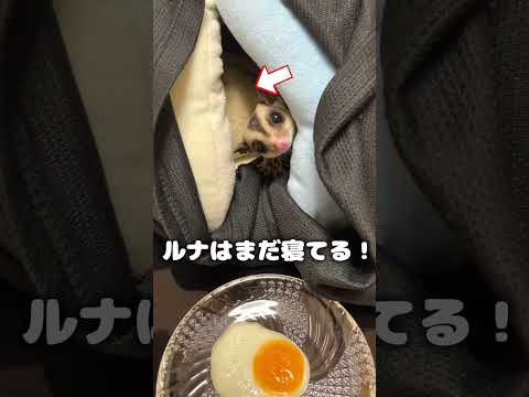 目玉焼きを貪るモモンガ達(リベンジ編) #フクロモモンガ #エキゾチックアニマル #ペット
