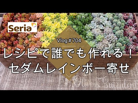 【Vlog704】【多肉植物】冬だからこそ楽しめる🌈品種レシピで誰でも作れるセダムのレインボー寄せ【セリアのカトラリーボックス】