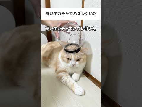 飼い主ガチャがハズレすぎた #猫 #cat #猫動画 #猫好きさんと繋がりたい #ねこ #猫のいる暮らし #替え歌 #子猫