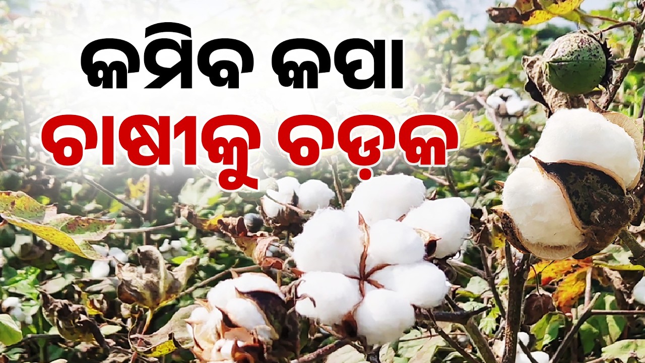 କମିବ କପା,ଚାଷୀକୁ ଚଡ଼କ | Heavy Rain Hits Cotton Farming in Kalahandi | Farmers in Distress |ArgusNews