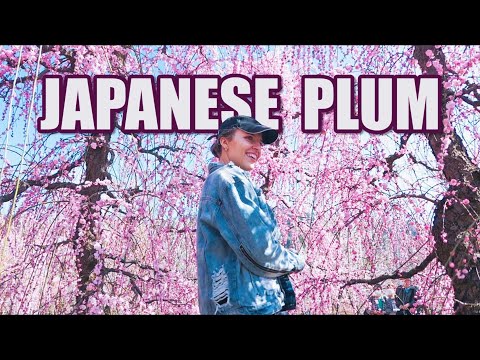 Japanese Plum Farm | What makes Japanese plums so special" | Exotic Japanese food
