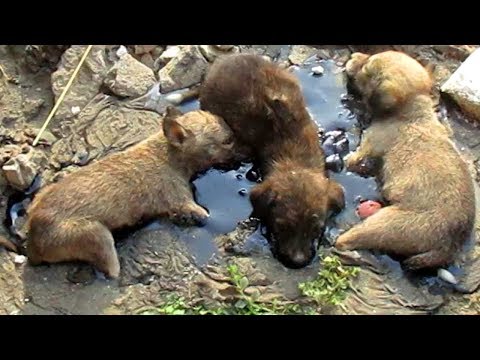 Stuck for hours in rock-solid tar, puppies rescued. Watch til the end.