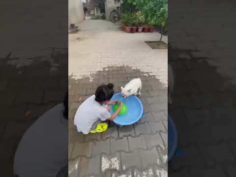 Have you ever seen such mischief from a small dog? #short #trending #puppy #childhood #playing🐕🤗✌️