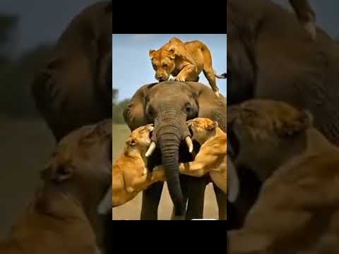 Elephant-lion conflict😭😭😭
