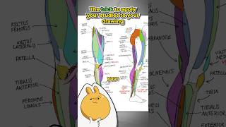 The trick to apply studies to your drawings