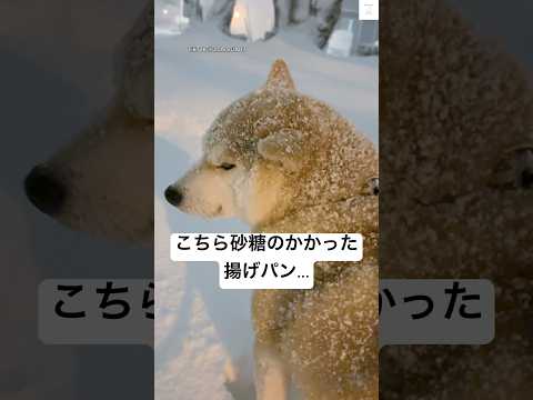 揚げパン…間違えました‼️吹雪の中散歩する柴犬　#柴犬　#犬　#かわいい犬 #犬のいる暮らし #雪 サムネイル