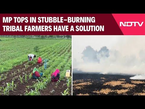 Madhya Pradesh News | Madhya Pradesh Tops In Stubble-Burning, Tribal Farmers Have A Solution