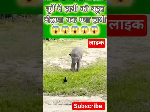 😱 ओह माय गॉड हाथी ने पकड़ा मुर्गे को 😱 जबरदस्त दौड़ हाथी राजा #elephant #animals