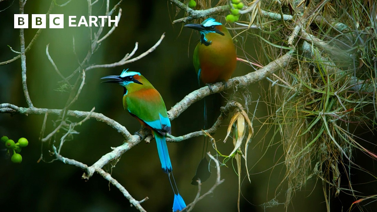 The Extraordinary Lives Of Birds | BBC Earth