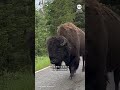 Lone bison causes traffic jam at Yellowstone