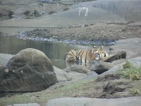 Bengal Tiger Drinking Water