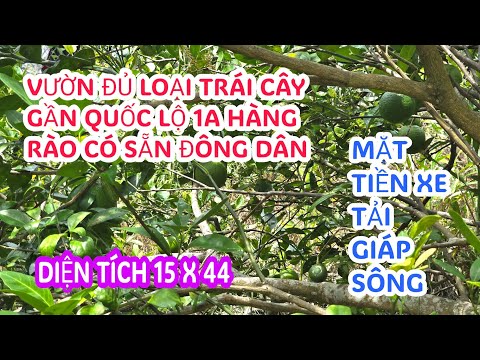 MS:25258 Vườn nhiều loại trái cây huê lợi sẵn - Đường xe tải giáp sông về xây dựng nhà ở tuyệt vời.