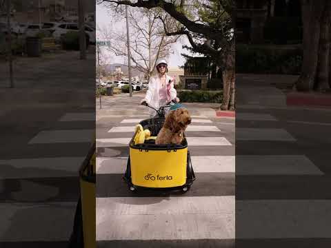 Cruising in style 🐾✨