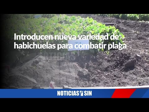 Introducen nueva variedad de habichuelas para combatir plaga