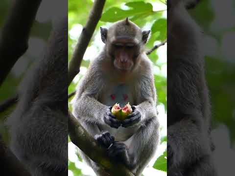 "Real Wildlife Moment: Monkey vs Crocodile"