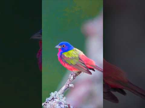 lovebird#BirdLover#love #song #flute#cute#animallife#