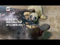 Blind seal gives birth, nurtures pup at Illinois zoo  - 00:49 min - News - Video