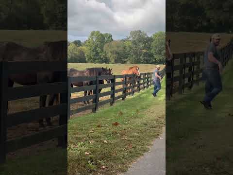 Going down the line, giving them all lovins - even the grouchy ones 🫂💌#horse #cowboy #line #love