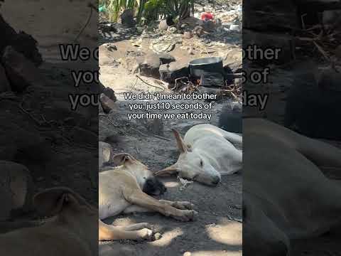 please we have no food at the shelter please donate something to support