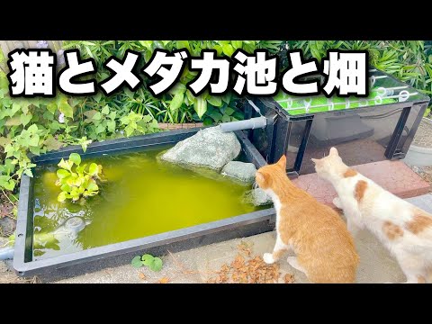 トロ舟メダカビオトープの自作ろ過装置を稼働させて水質改善！夏の音を聞きながら猫と一緒に田舎暮らし