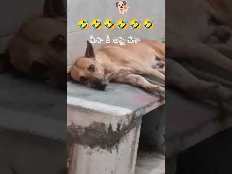Funny Dog Visa Story 🐶 | Puppy Still Waiting 😂 26 October 2025